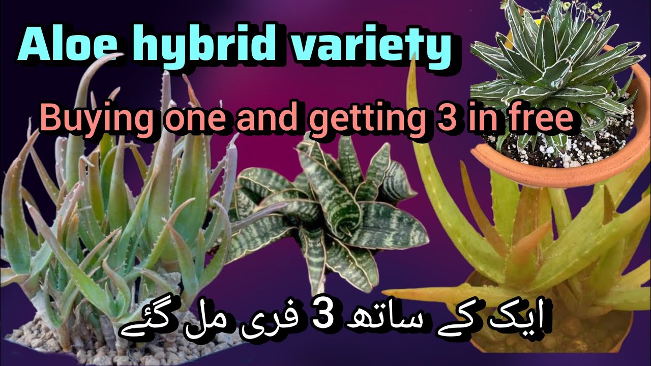 Aloe hybrid blue elf buying one and getting 3 in free/ soft soil for succulents// 