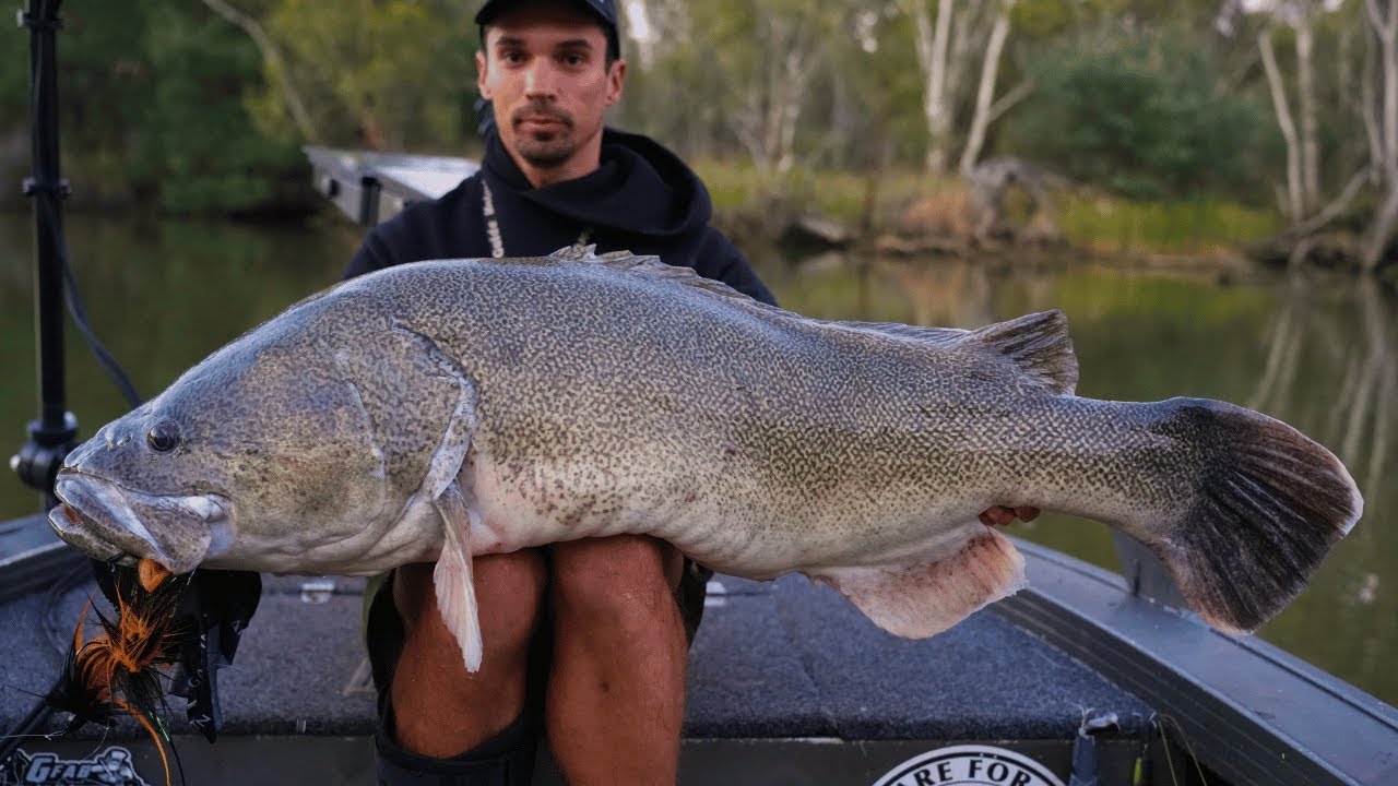 My first Monster Murray cod of the season - Cod and Carp fishing at lake Mulwala 