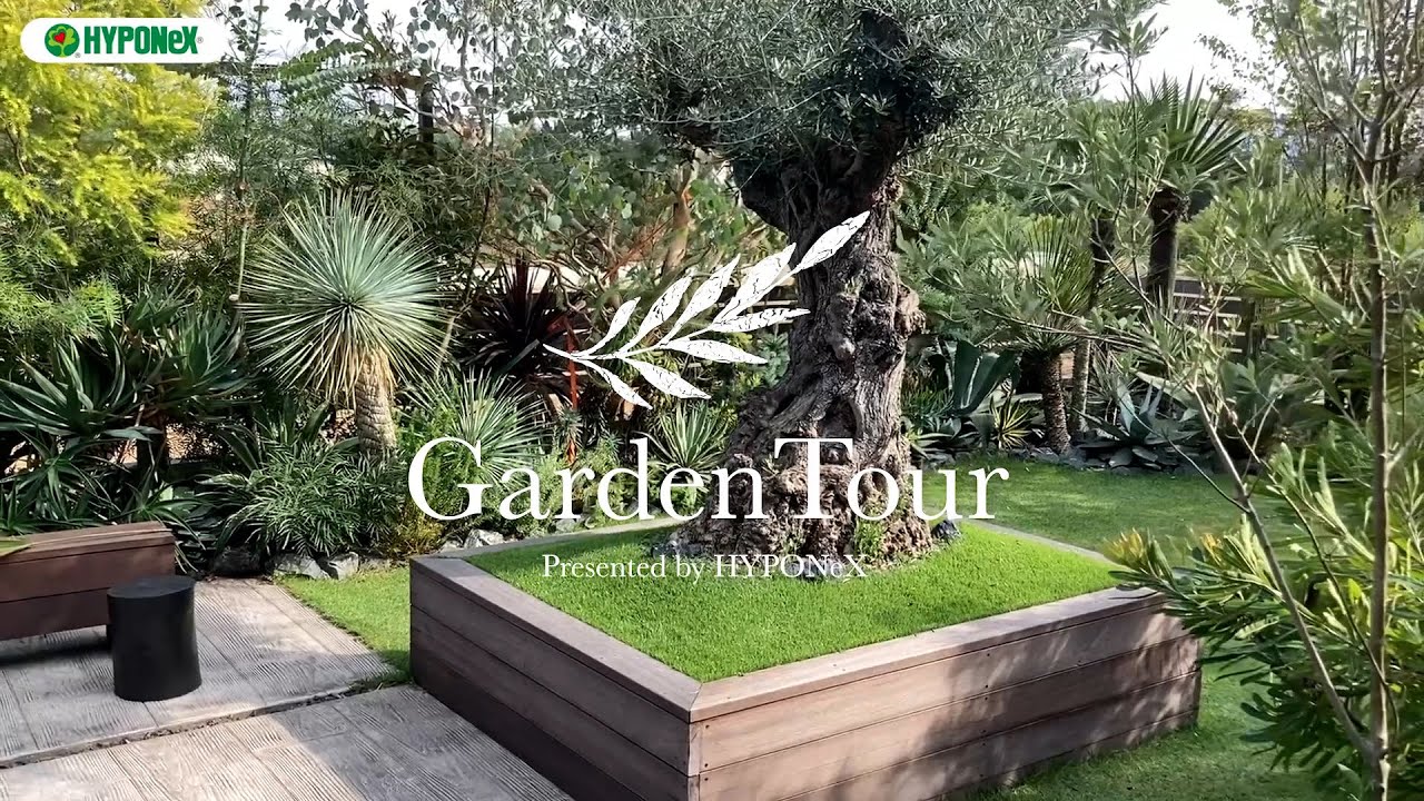🕊Garden Tour🕊38：オリーブ古木を庭の中心に、庭を囲うようにオージープランツやネイティブプランツを100種類以上植栽したお庭