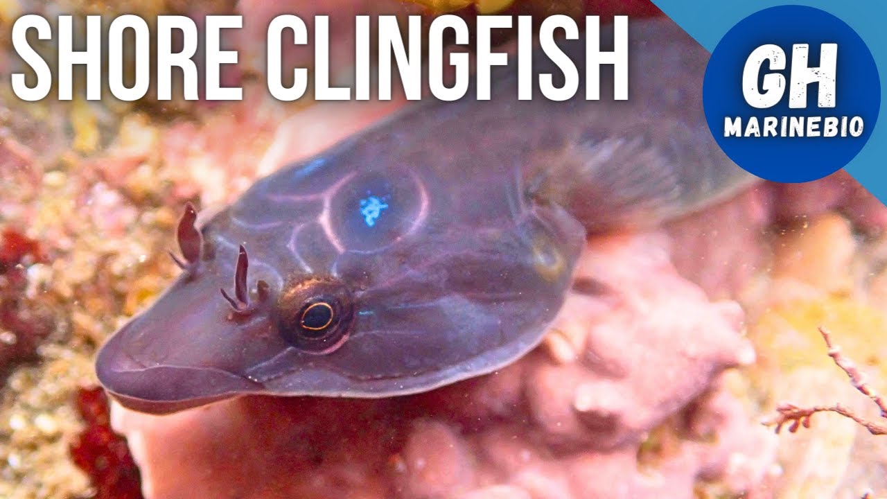 Species Spotlight - Shore clingfish (Lepadogaster purpurea)