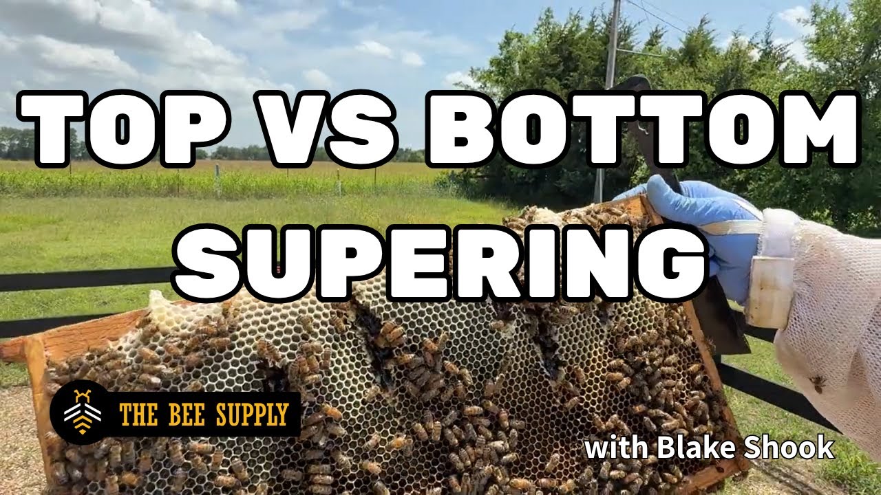 BEEKEEPING: Top vs Bottom Honey Supering