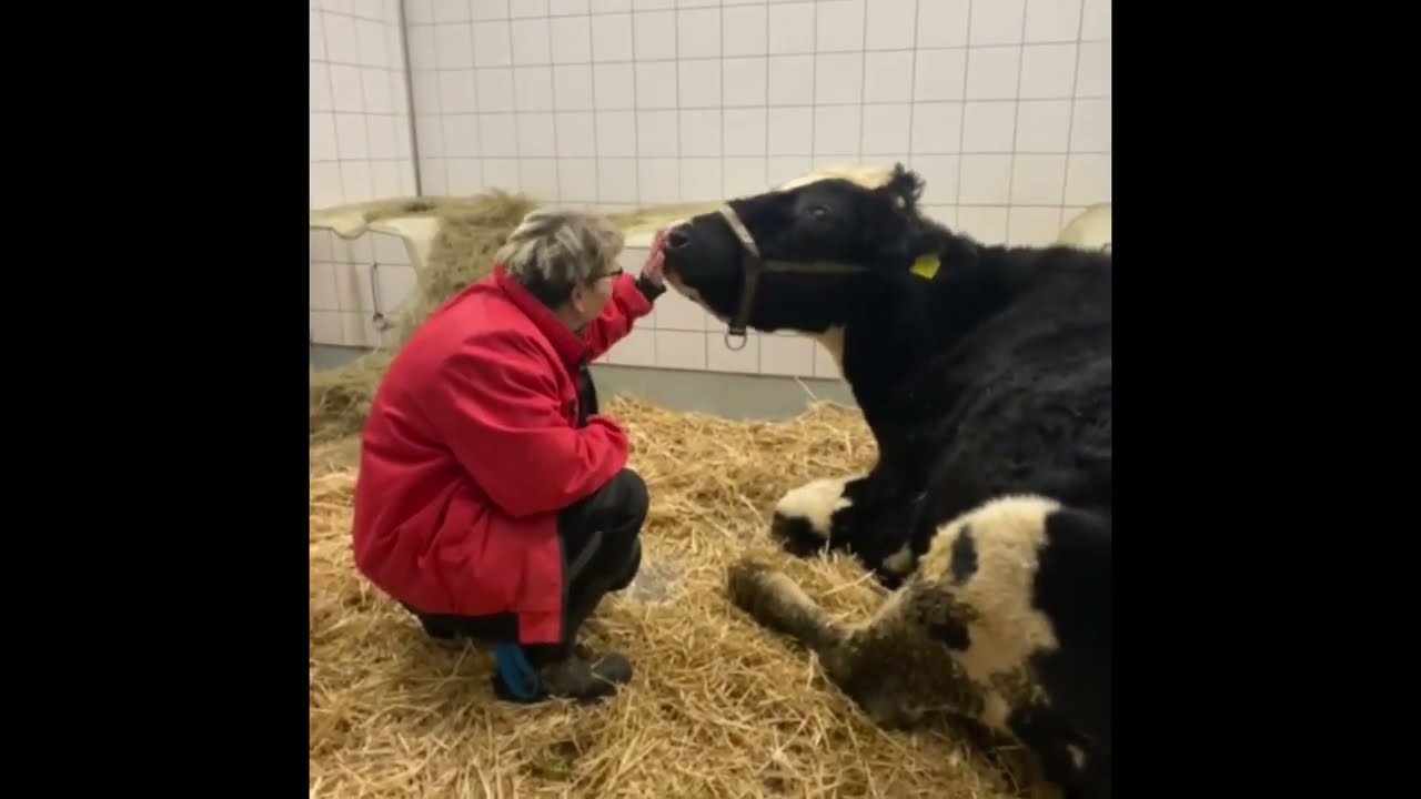 März 2022: 🐄 Alwin mußte in die Tierklinik 🚑 ...