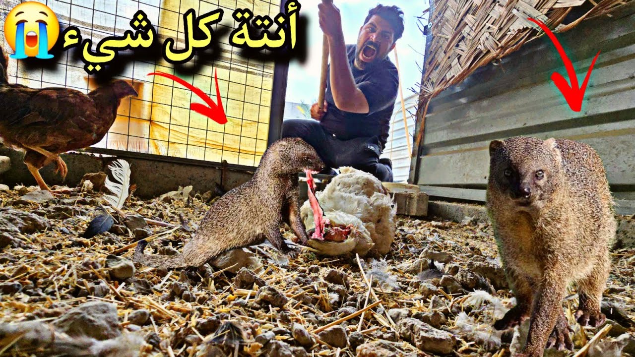 أعلن أستسلامي 😭😭