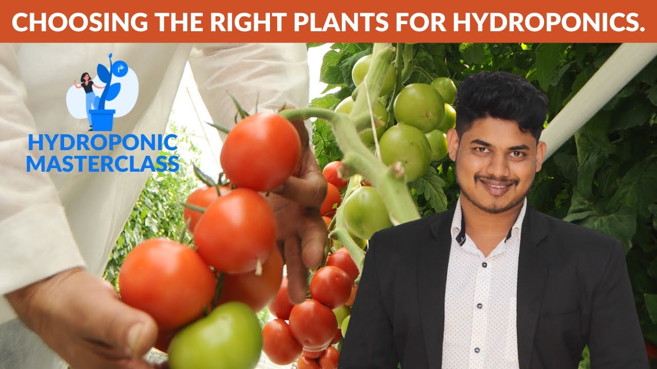 Choosing plants for hydroponics farming. Hydroponic Masterclass | Kryzen Biotech