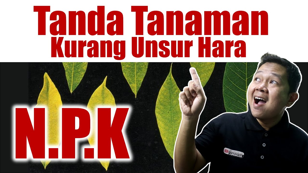 TANDA TANAMAN KURANG UNSUR HARA (NPK) | PUPUK TUMBUH SUBUR, CANTIK DAN BERBUAH LEBAT