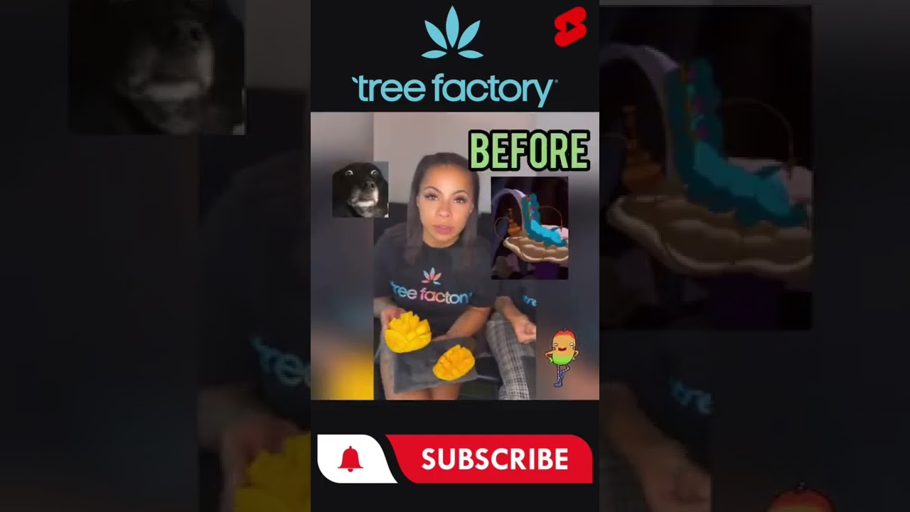 Does eating mangoes 🥭before smoking make you higher? We tried it out for you! #cannabis #shorts