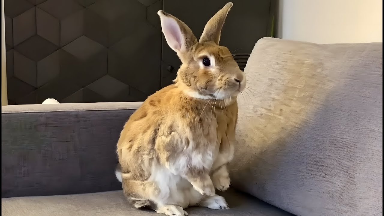 This Bunny Acts Like a Dog… and Stole Our Hearts