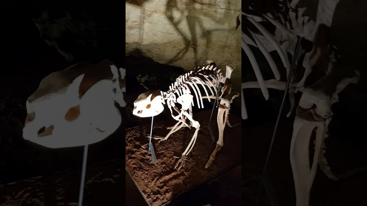 #10 Victoria Fossil Cave #fossils #Stalactites #Stalagmites