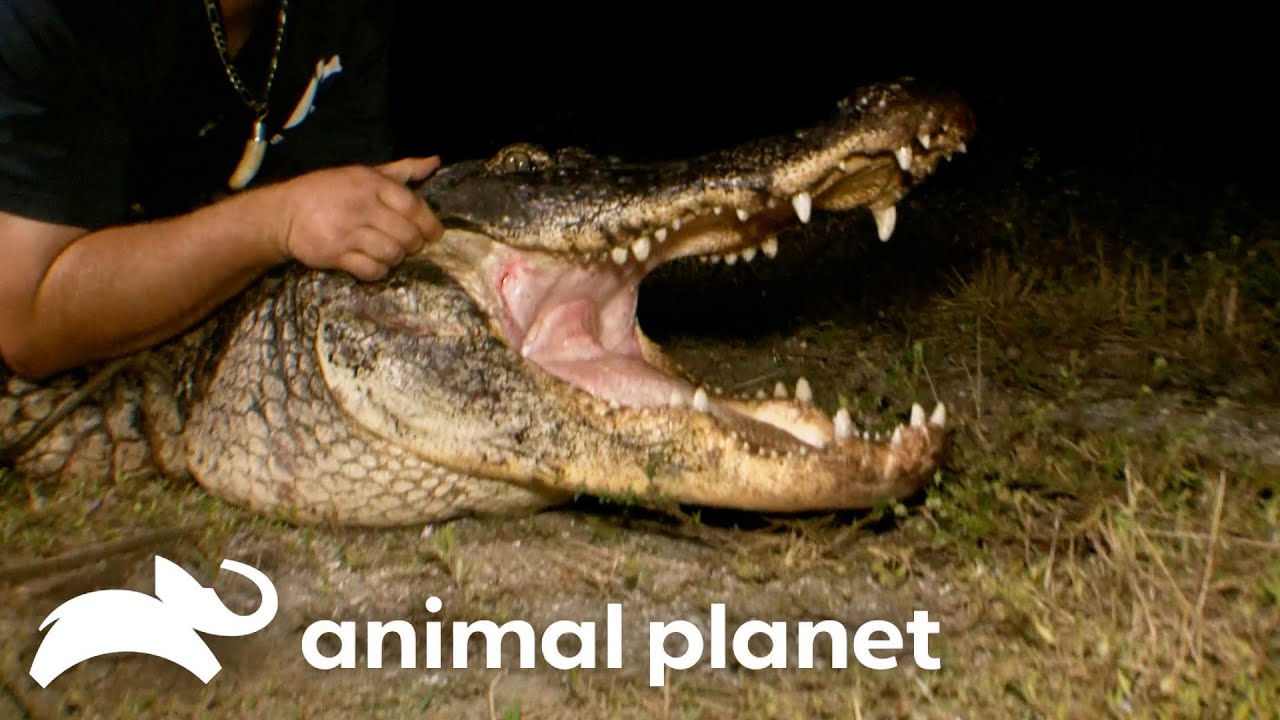 The Whole Team Takes Down A MONSTER Gator | Gator Boys | Animal Planet