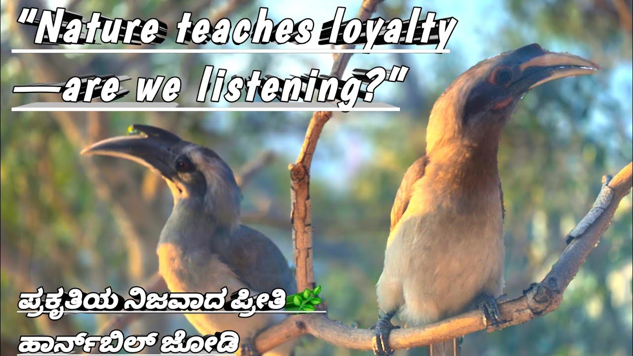 Nature’s True Lovers 🦜 | Hornbill Pair 
