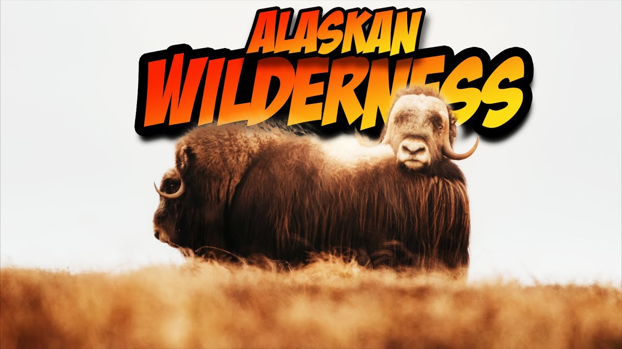 Musk Ox & Bird Photography in Nome, Alaska!
