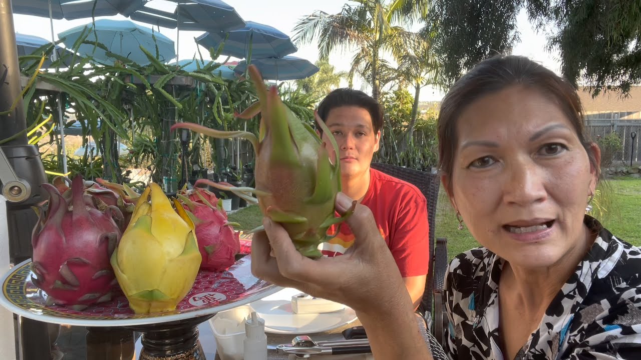 Asunta 3 Sister Seedling -O (from Ocean Side Dragon Fruit Farm)