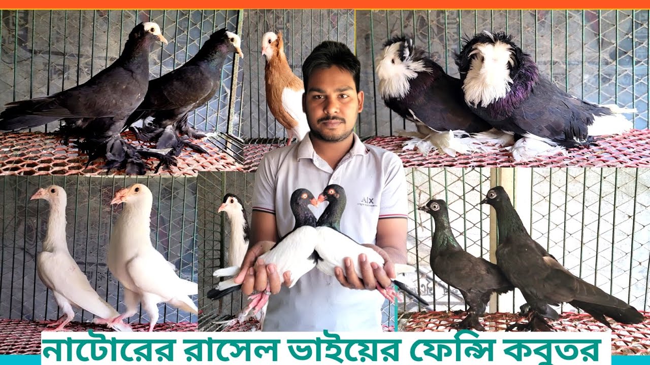 👉👉নাটোরের রাসেল ভাইয়ের কাছ থেকে ভালো মানের ফেন্সি কবুতর কিনুন 🍎