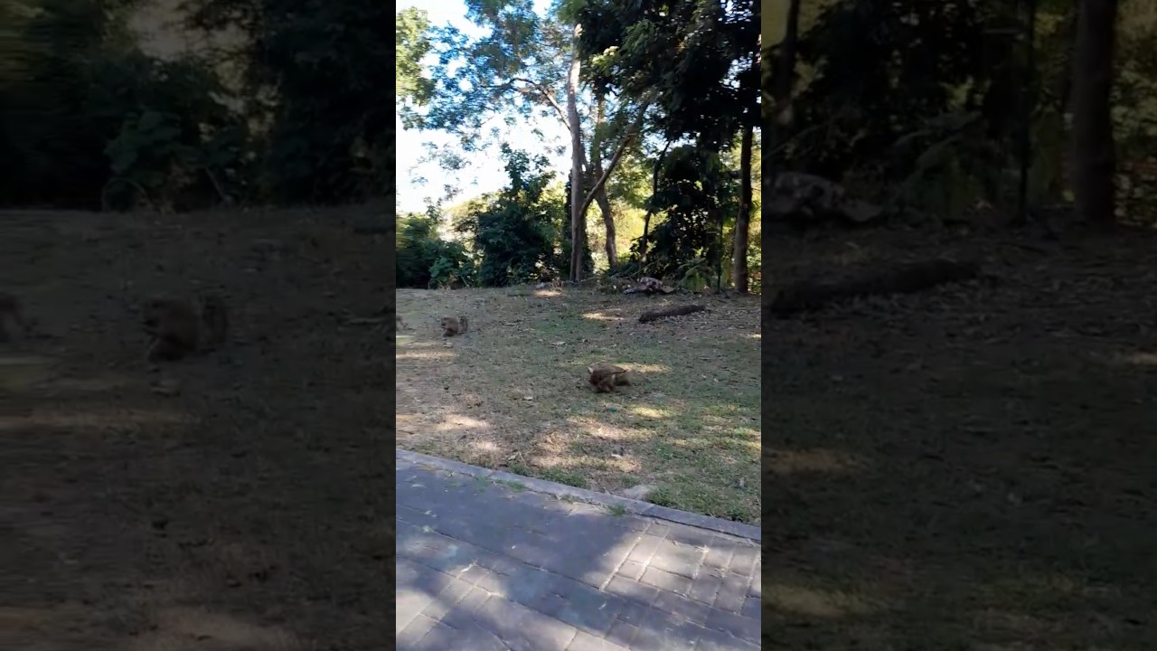 Monkey Mountain, Phuket, Thailand part 2