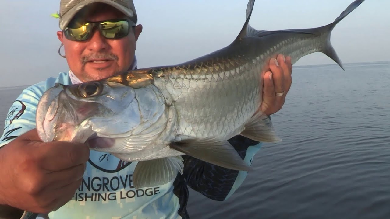 Campeche Juvenile Tarpon Fishing