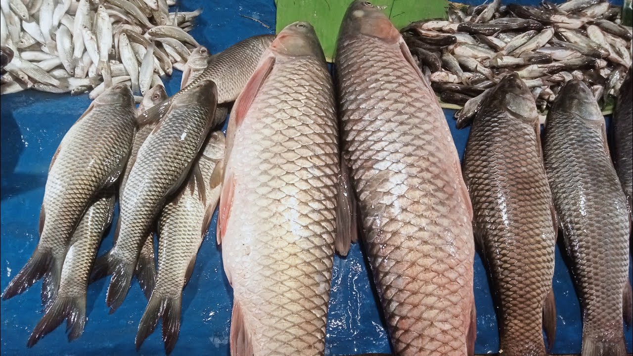 Fishing Bagerhat  is live!