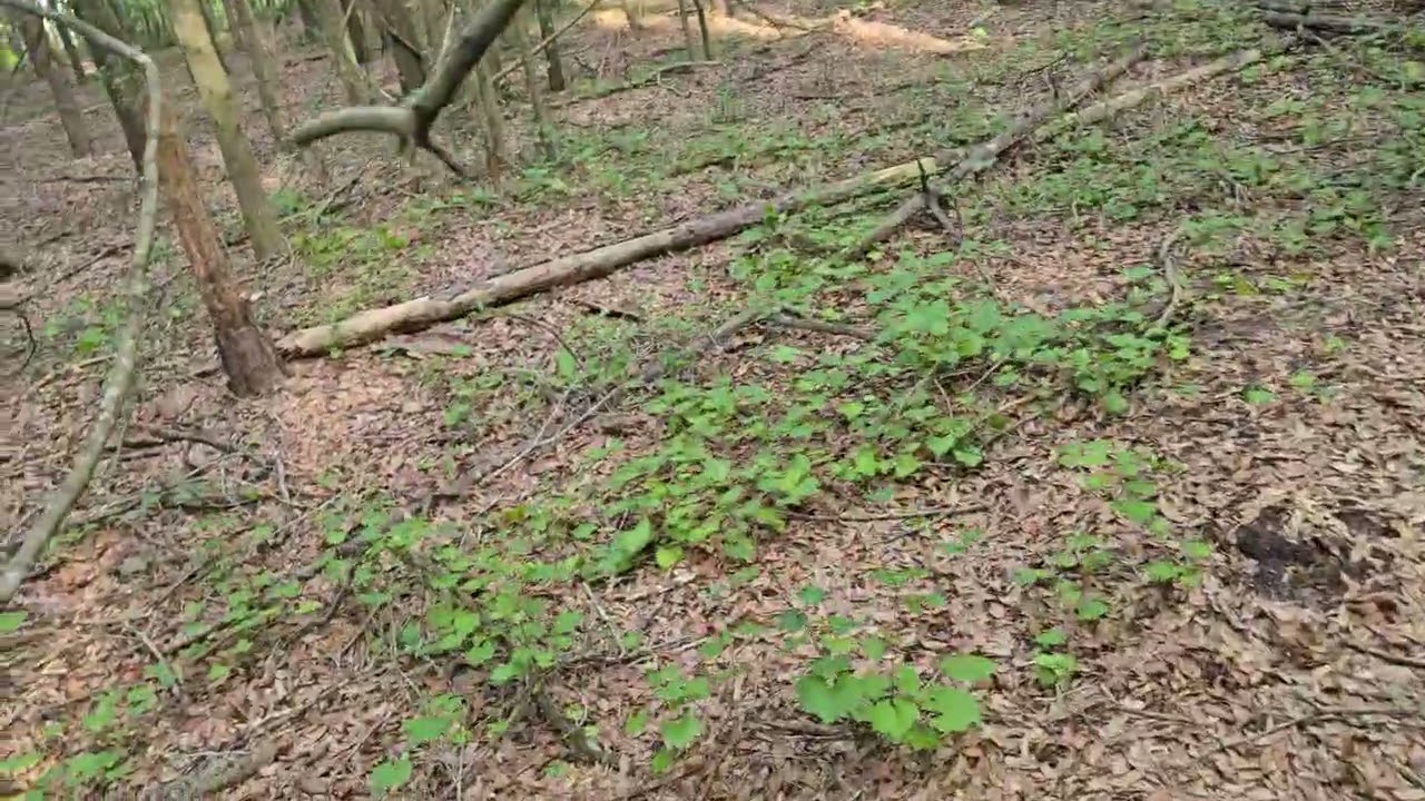 Amazing structures built by swamp ape necrometer said it.