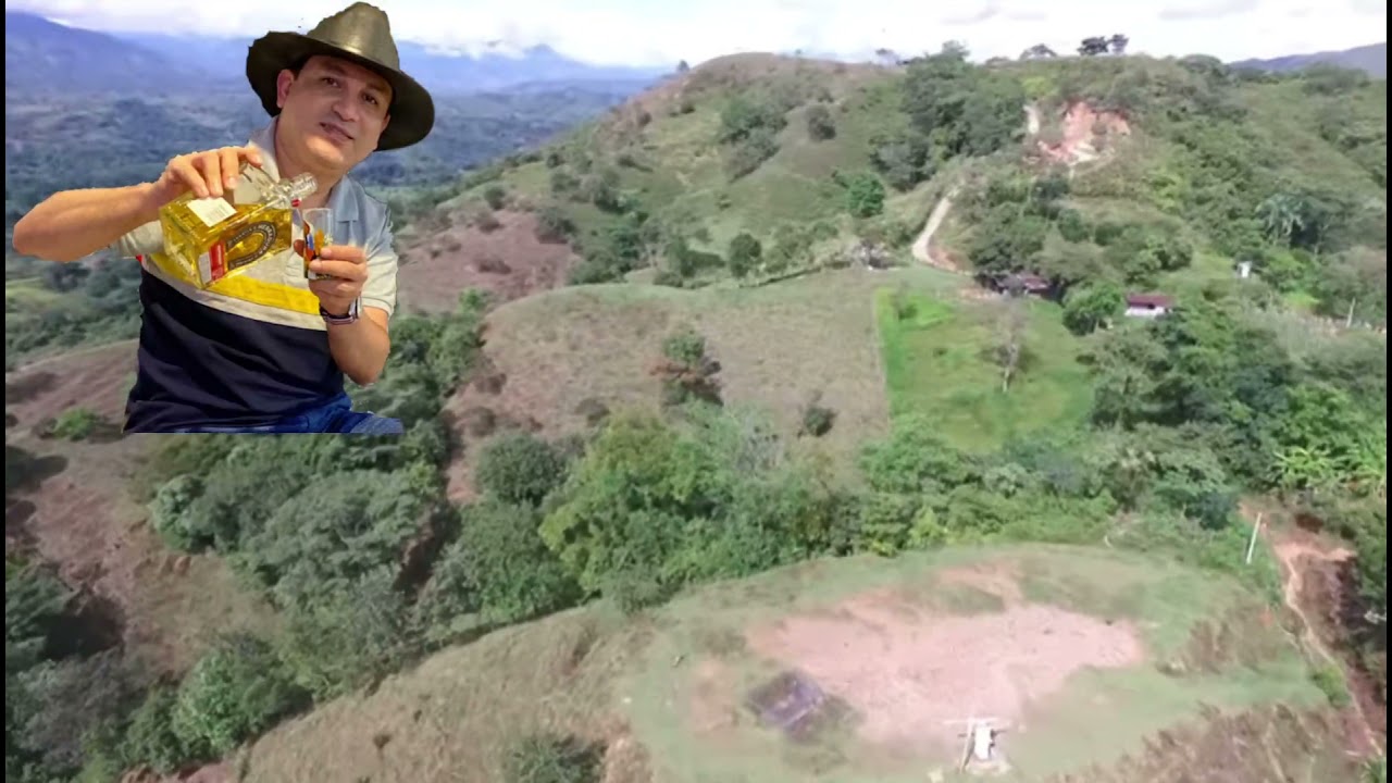 LIMÓN TOLIMA