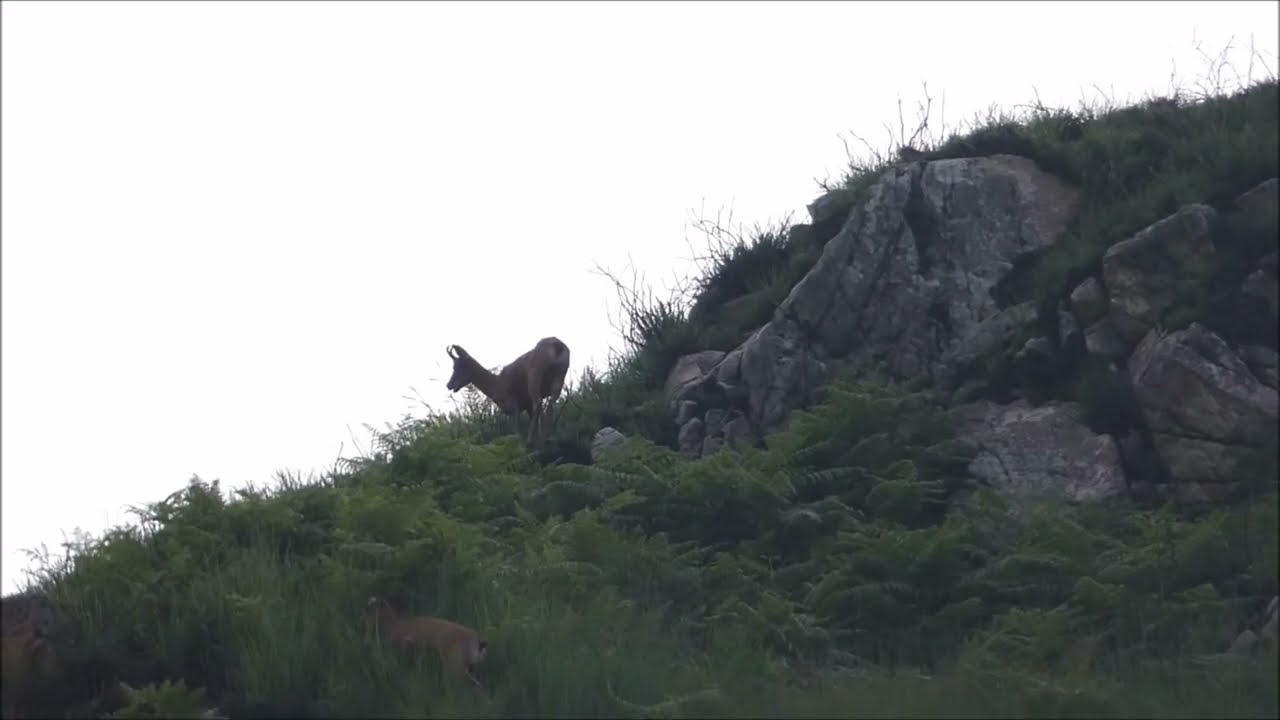 Rebeco Cantábrico de Medalla en un paseo en la Reserva de Caza de Piloña en Asturias Paraíso Natural