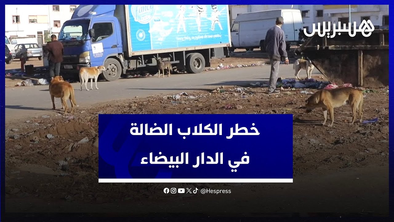 انتشار الكلاب الضالة في منطقة الهراويين.. مواطنون يدقون ناقوس الخطر وينادون بتحرك عاجل للسلطات