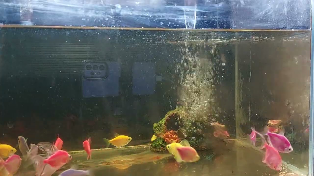 Relaxing Aquarium Fish Tank Sounds no music