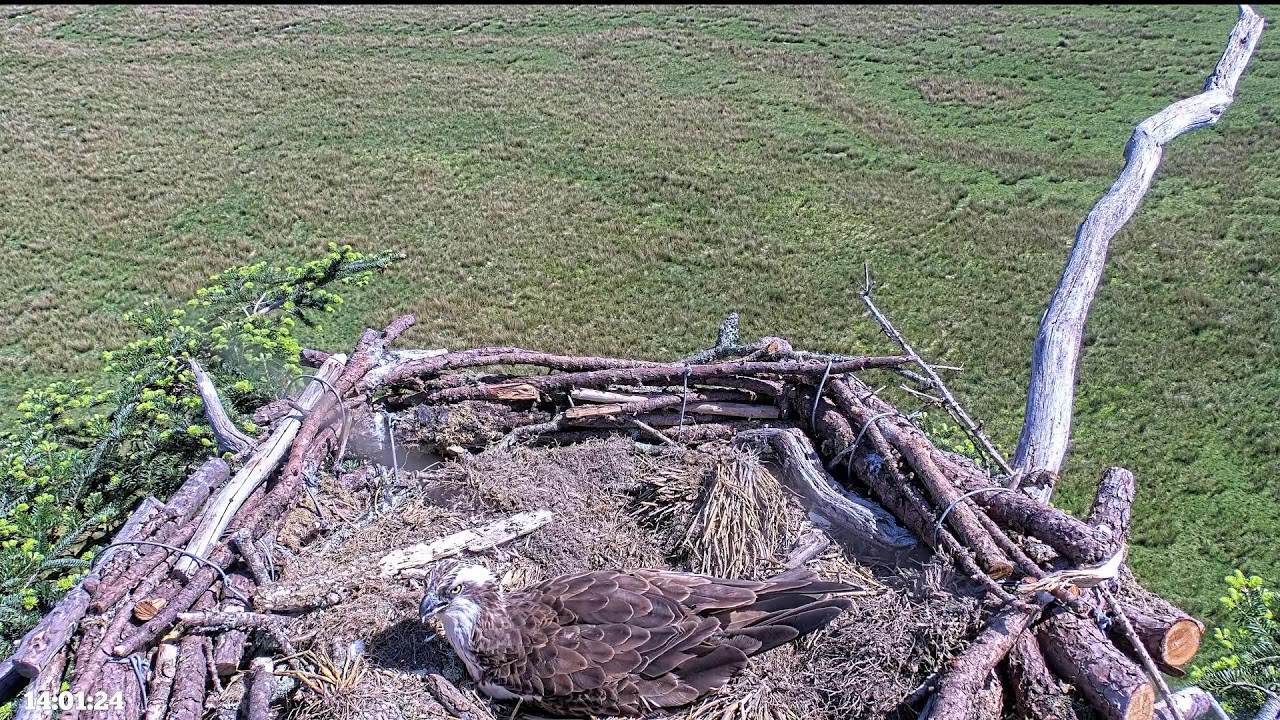 Bywyd Gwyllt Glaslyn Wildlife - Ffrwd Byw / Live Stream 2