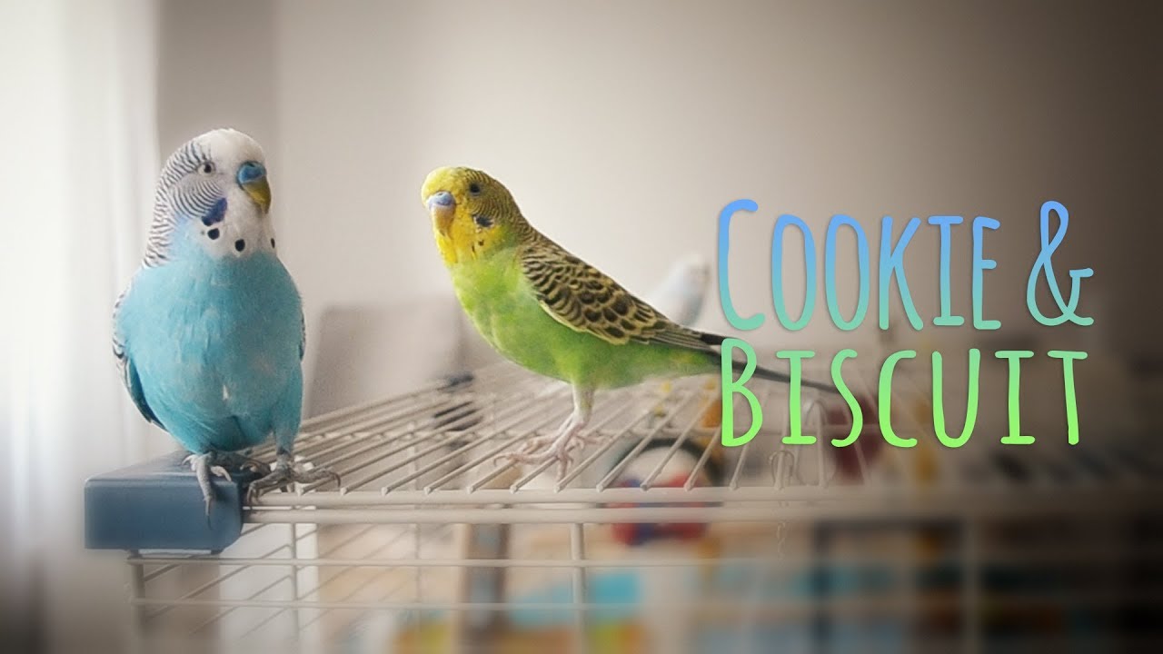 My budgie is obsessed | Vlog #9