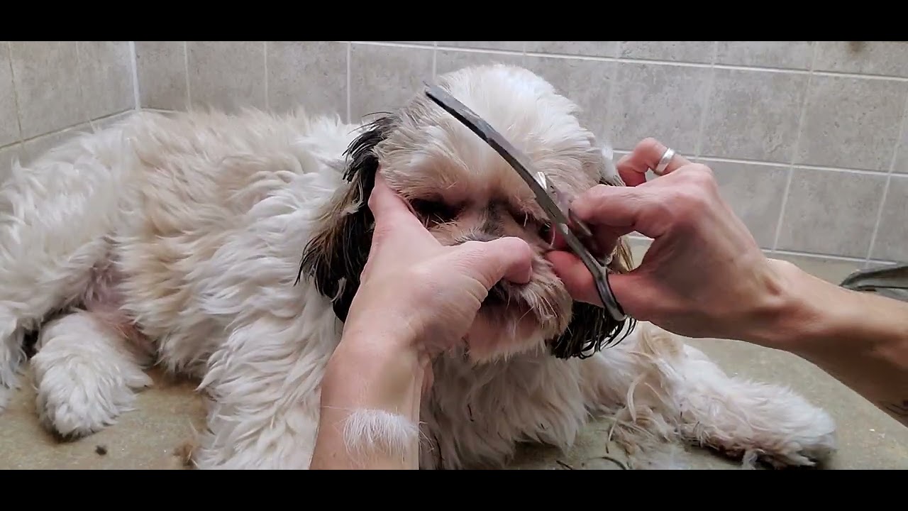 How to trim the face, feet and bum areas of your dog plucking the hair from the ears, trim the nails