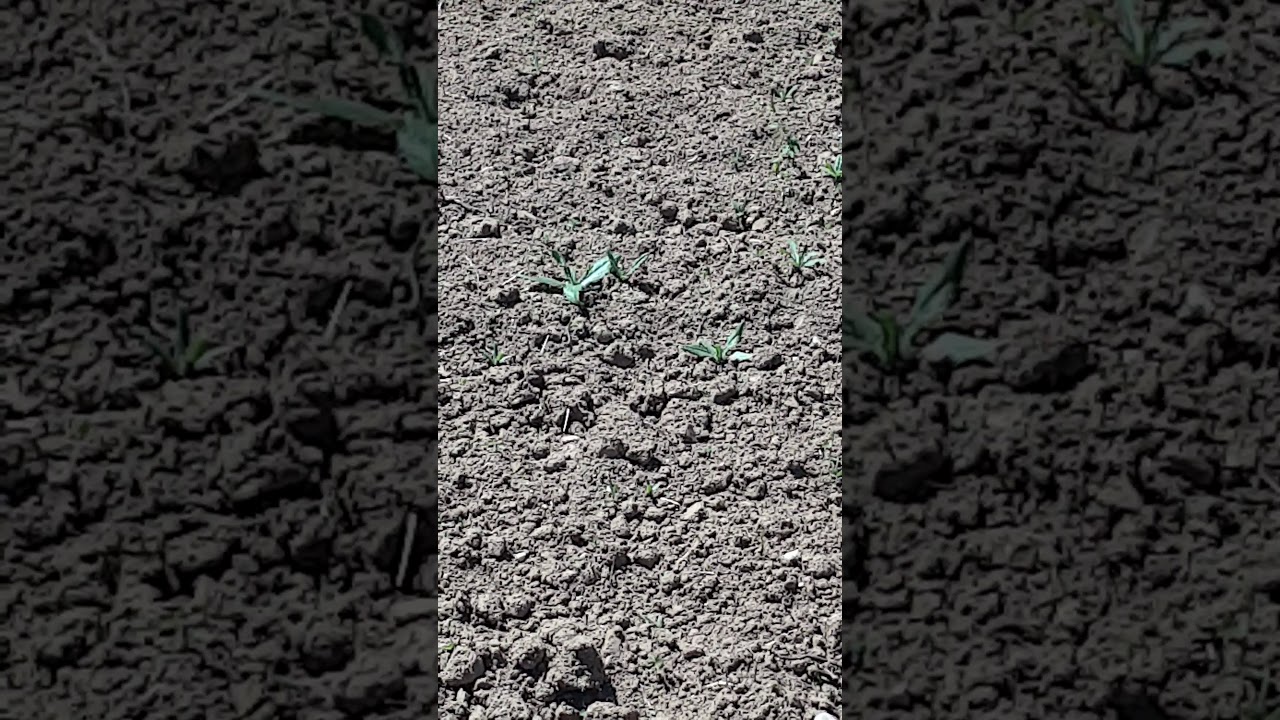 Fresare bene la terra prima di seminare le patate altrimenti l'erba toglie forza alle patate