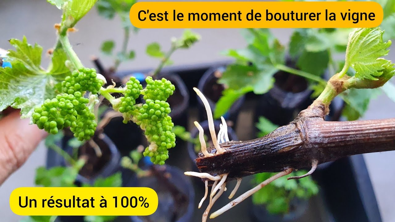 Bouturer la vigne en 4 étapes  2022