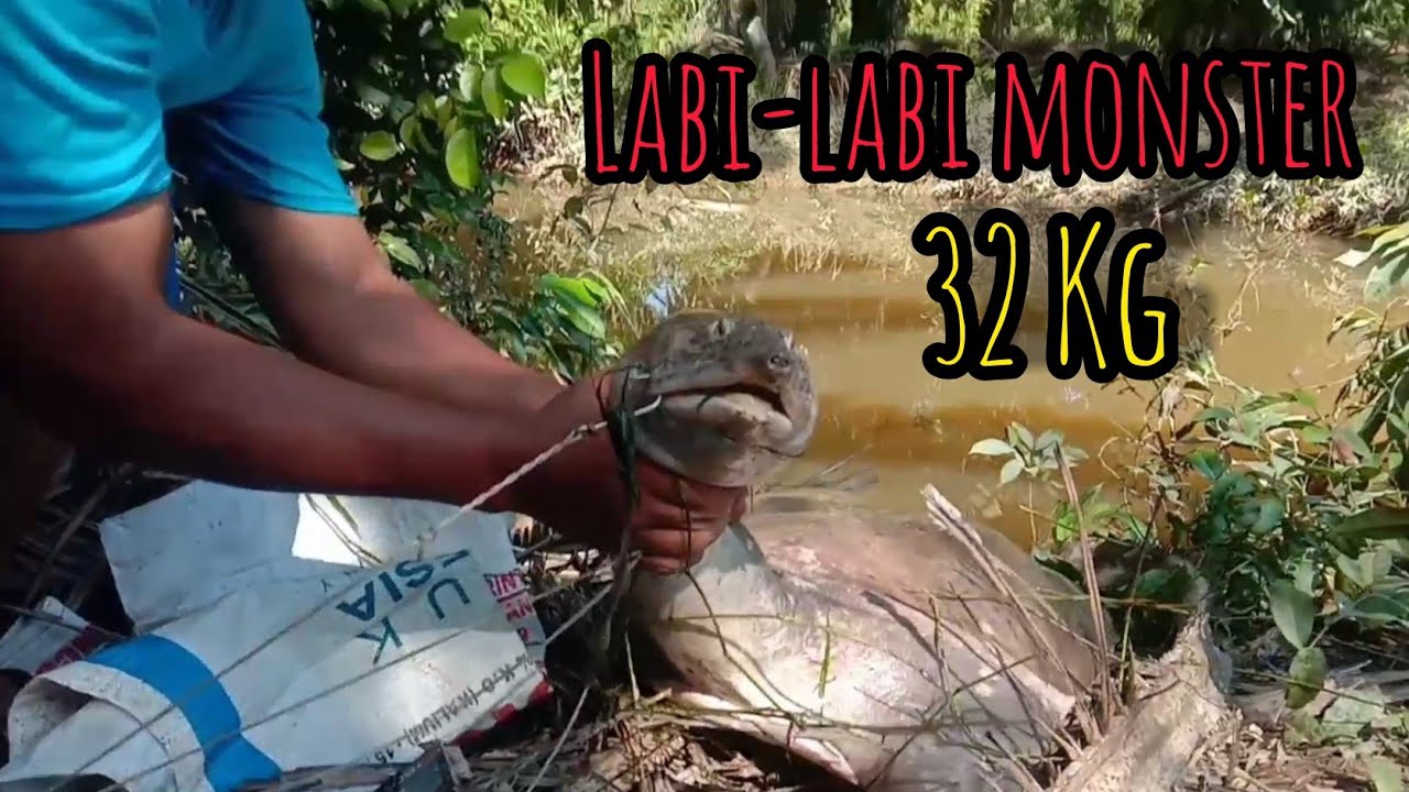 Najur Labi-Labi/Bulus Dapat Monster Seberat 32 Kg