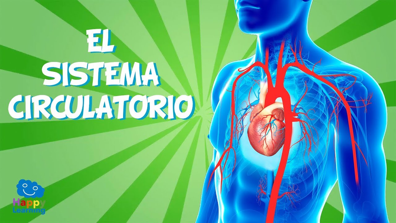 EL SISTEMA CIRCULATORIO | Vídeos Educativos para Niños de Primaria | Happy Learning