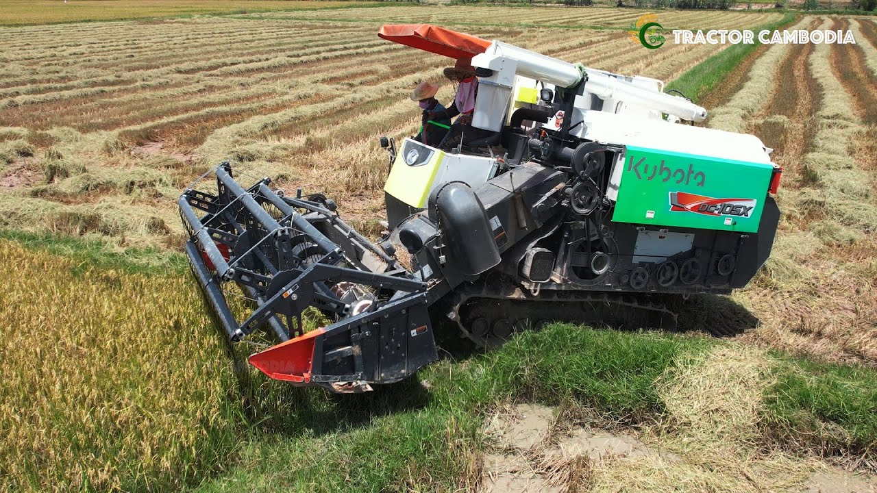 Beautiful Nature Rice Farming | Kubota Combine Harvester DC105 Operating Skills ម៉ាស៊ីនច្រូតស្រូវ