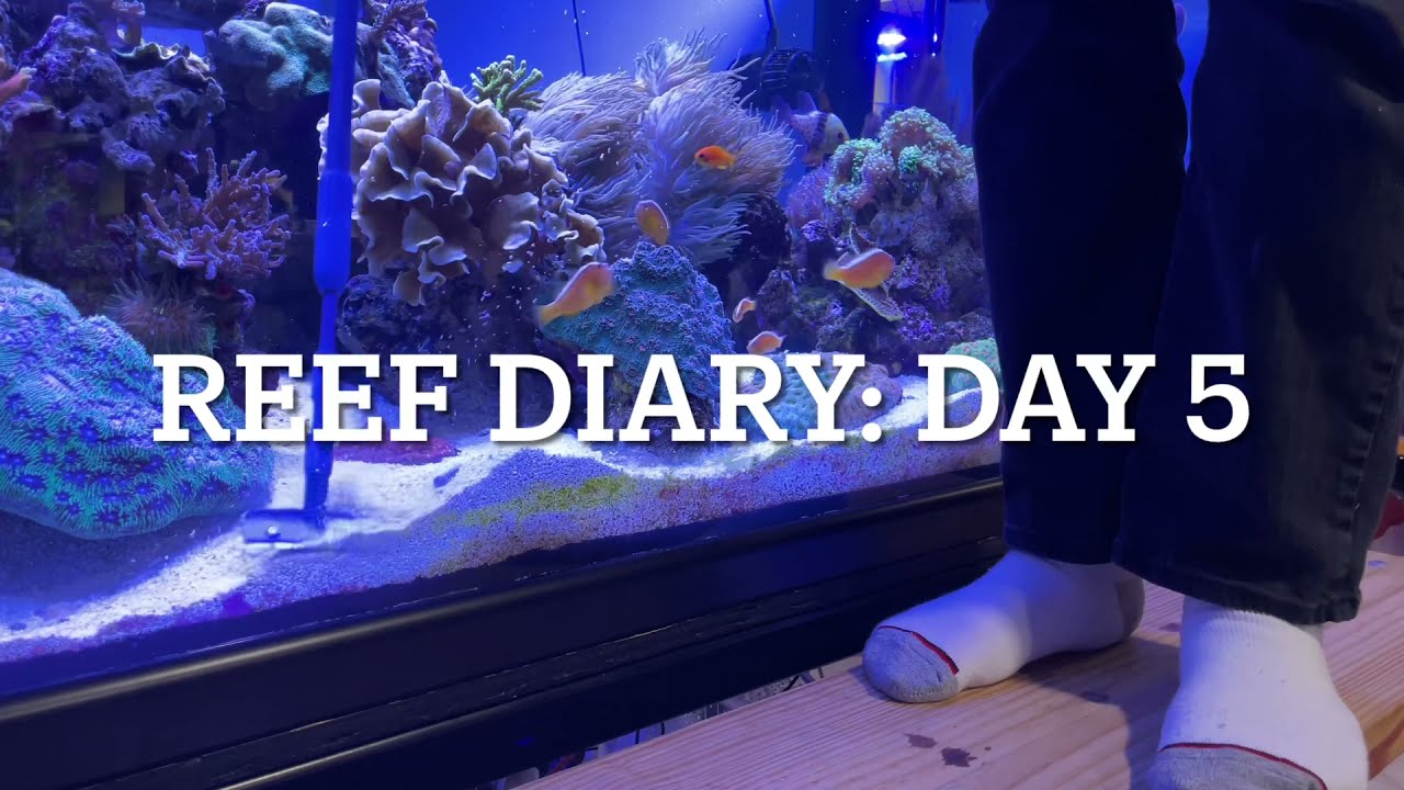 Reef Diary: Day 5