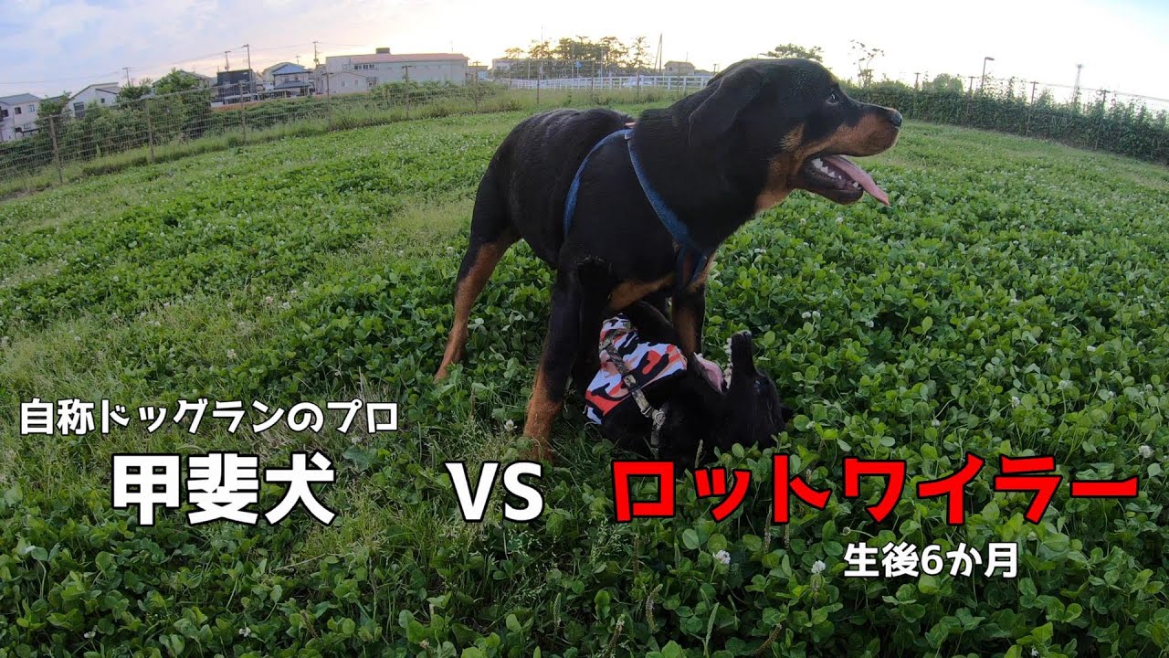 【甲斐犬】生後6か月のロットワイラーにボコられる【完敗】