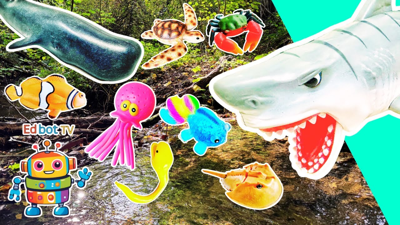 Learn Sea Animal Names for Kids at the Stream: Jellyfish Blue Whale Great White Shark