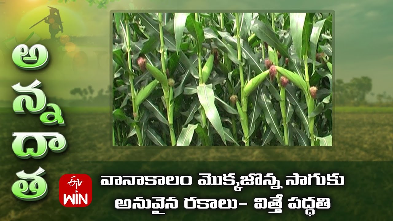 వానాకాలం మొక్కజొన్న సాగుకు అనువైన రకాలు - విత్తే పద్ధతి | Maize varieties & sowing tips for kharif