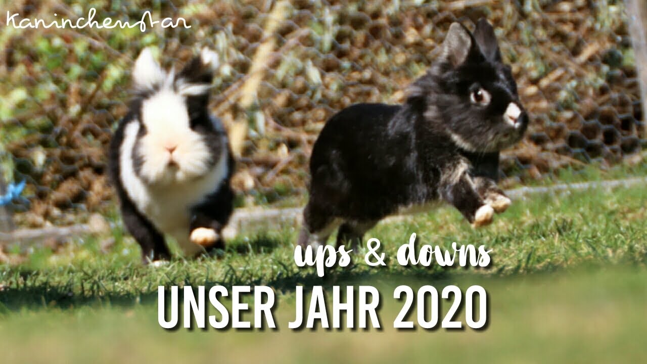 Ein Jahr voller UPS & DOWNS - 2020 | Kaninchenstar