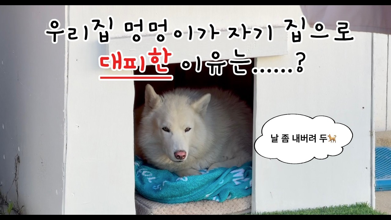 미국사는 한국 아빠의 브이로그 - Ep.05 [Gardening Day]