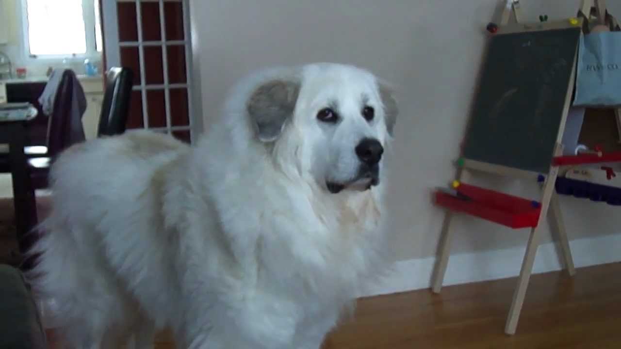 Casper the Howling Pyrenees Part 2