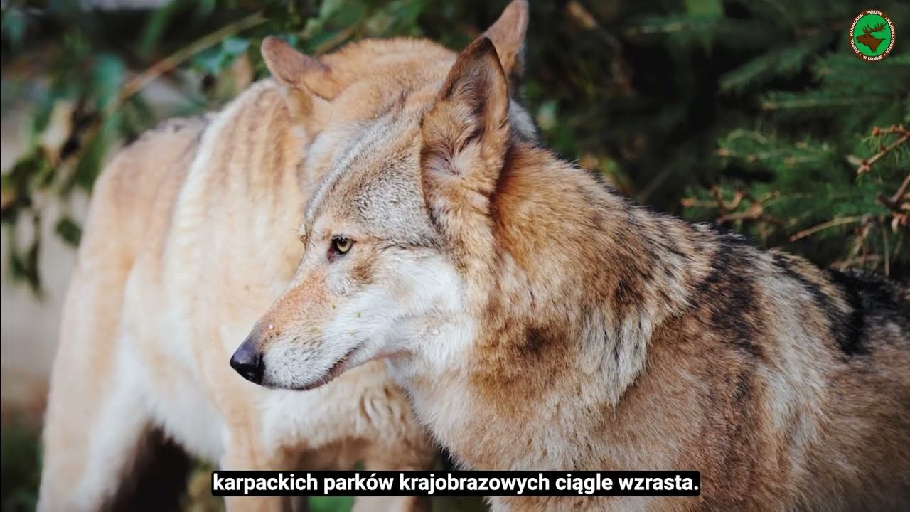 Film dla Las&oacute;w Państwowych &mdash; Gmina Dukla | Studio Filmowe Platinum
