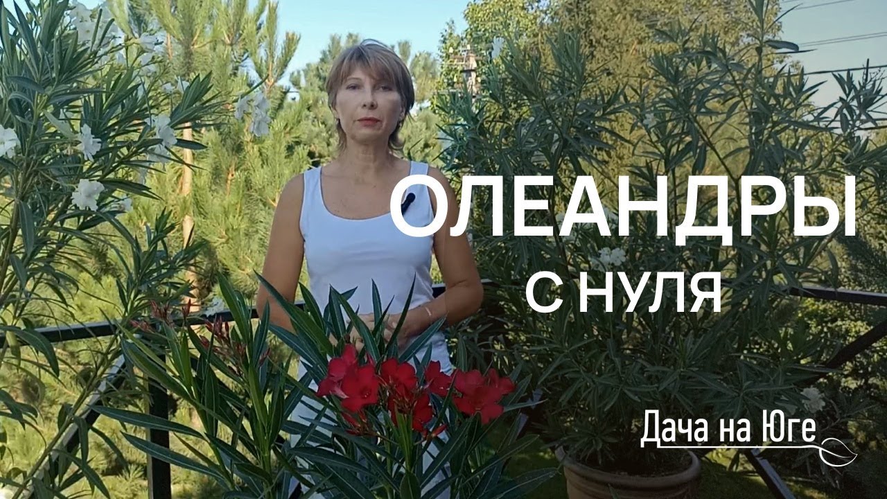 Дача на Юге - Олеандры с нуля
