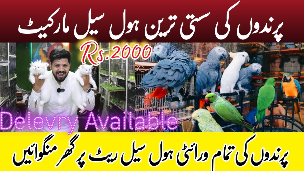 Parindon Ki Sasti Tareen Wholesale Market | Cheapest Birds Wholesale Market In Lahore