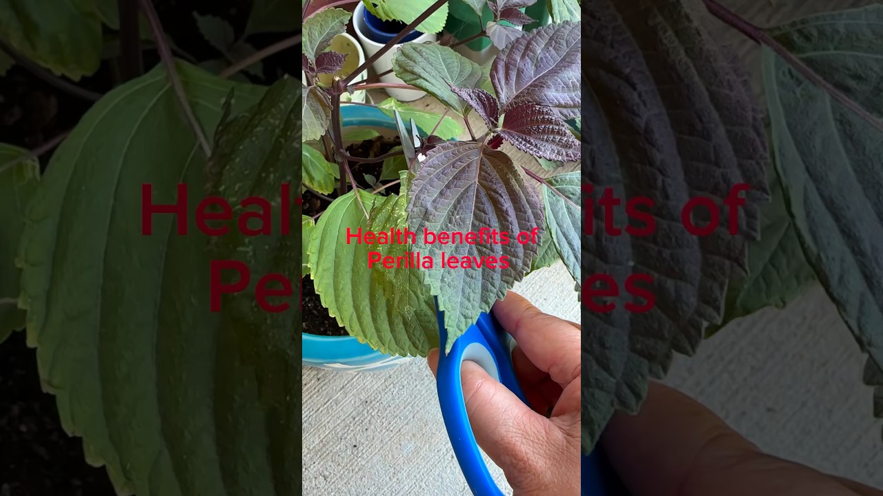 Health benefits of perilla leaves. 