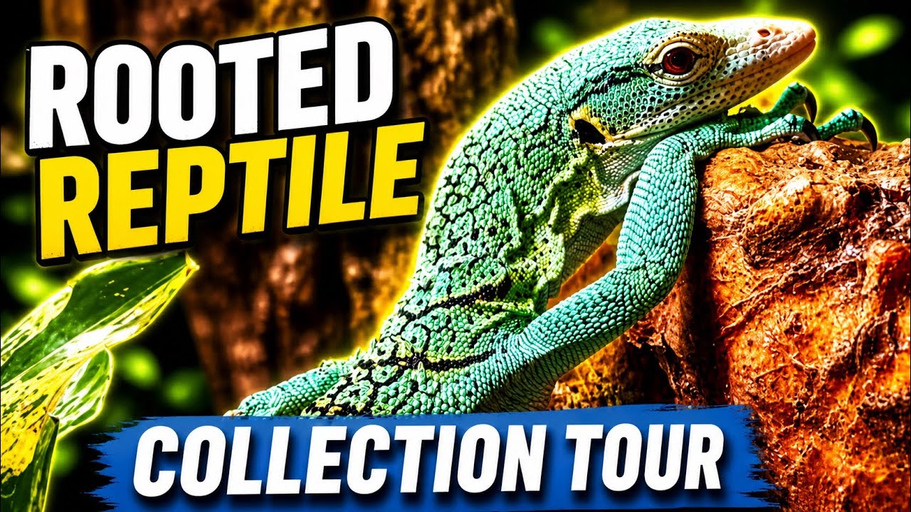 Crazy Reptile Collection Tour - Rooted Reptile 