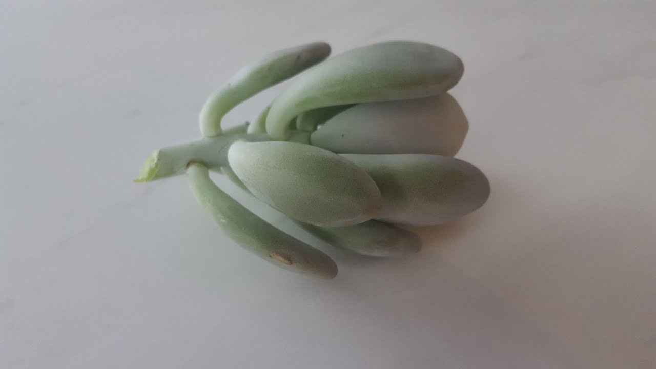 How To Take A #Succulent Cutting | Caring For Cuttings | Easy Tips |