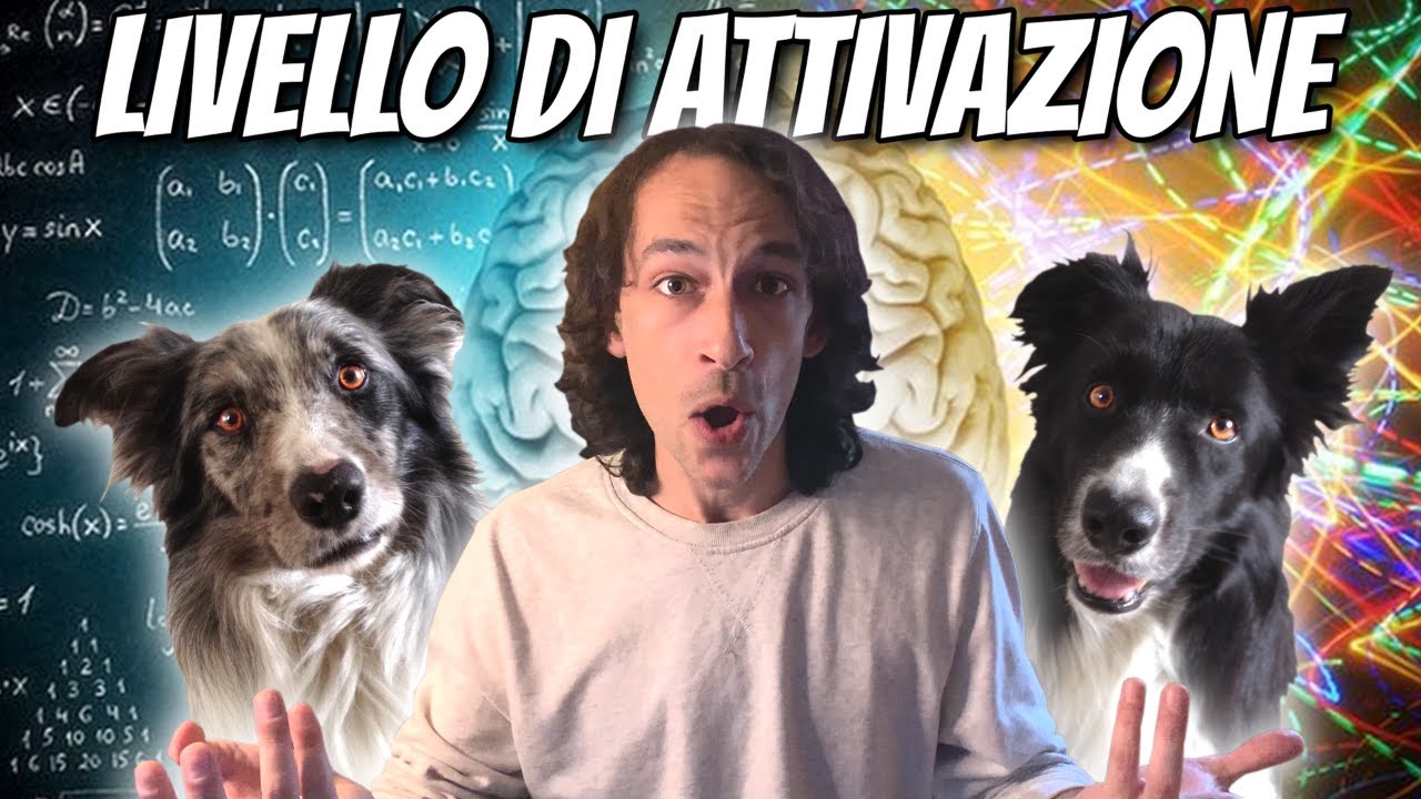 Come GESTIRE l'AGITAZIONE del CANE | l'AROUSAL [Livello di Attivazione Psicofisica]