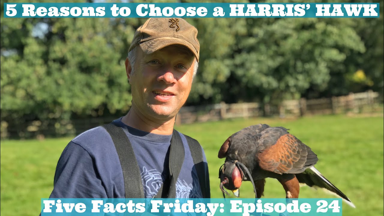 5 FACTS FRIDAY: 5 Reasons Why YOU SHOULD Get a HARRIS’ HAWK! Why Harris’ Hawks are Great!