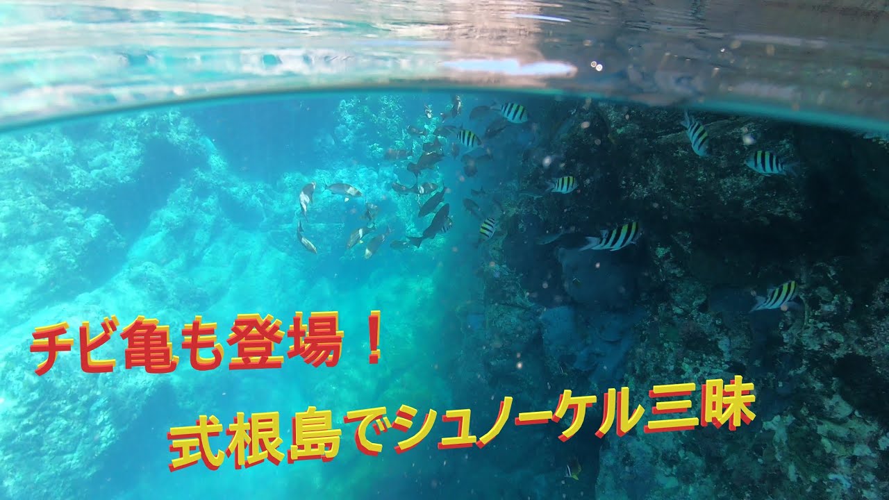 式根島でシュノーケル三昧