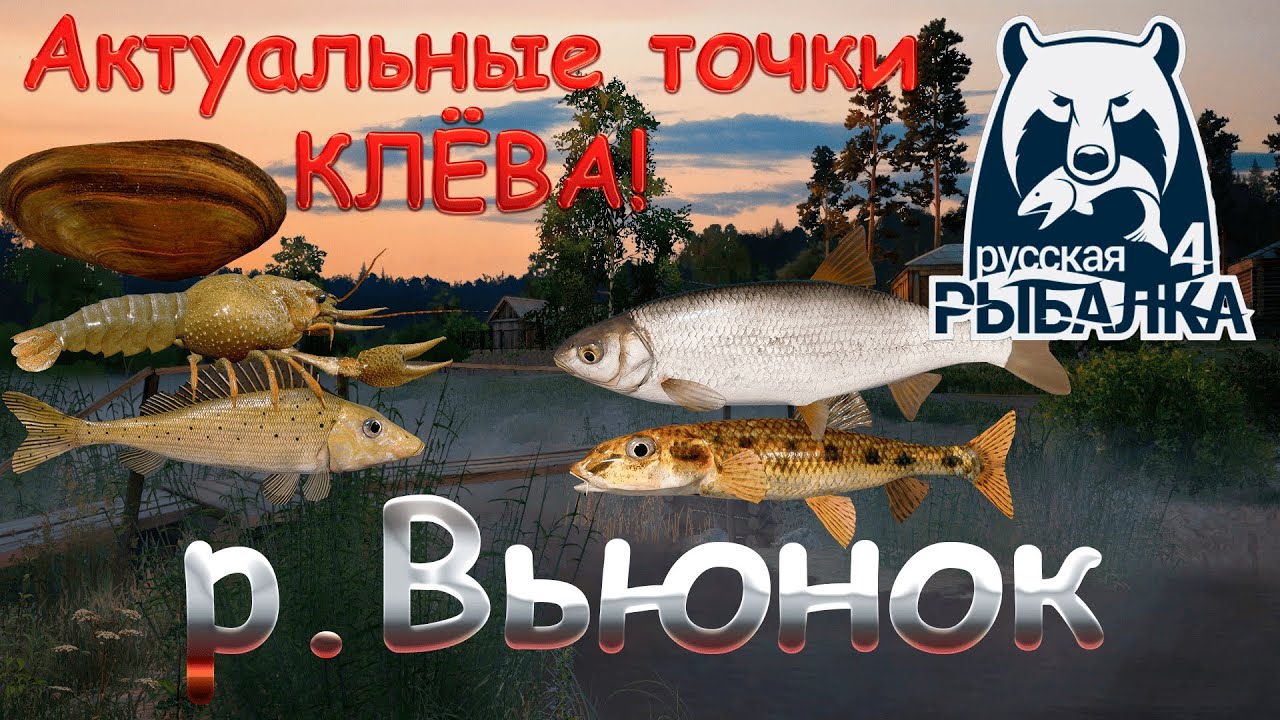 Актуальные точки клева на реке Вьюнок. Актуально на 12.10.2025. Русская рыбалка 4.